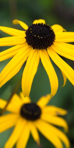 RUDBECKIA fulgida var. sullivantii 'Goldsturm'