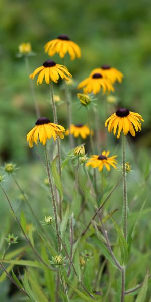 RUDBECKIA fulgida var. speciosa 