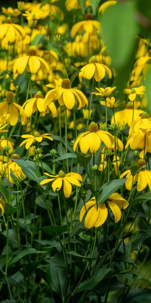 Rudbeckia laciniata 'Herbstsonne'