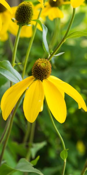 Rudbeckia laciniata 'Herbstsonne'