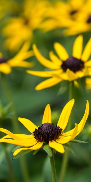 RUDBECKIA 'Little Goldstar'