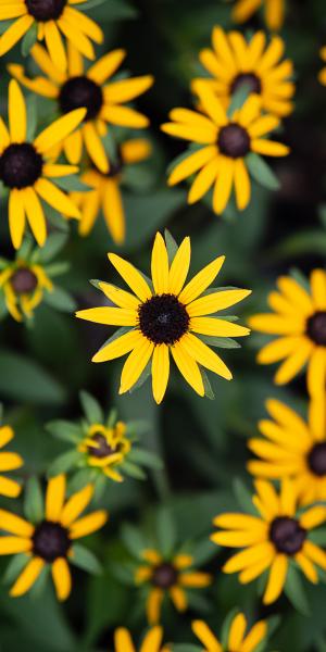 RUDBECKIA 'Little Goldstar'