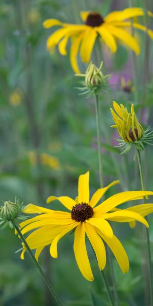 RUDBECKIA subtomentosa 'Loofahsa Wheaten Gold'