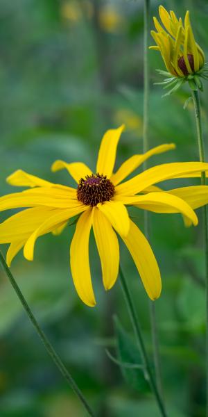 RUDBECKIA subtomentosa 'Loofahsa Wheaten Gold'