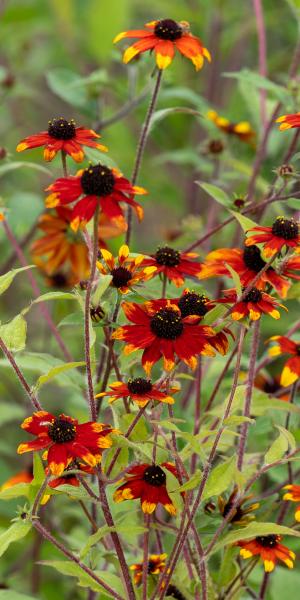 Rudbeckia triloba 'Prairie Glow'