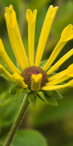 RUDBECKIA subtomentosa 'Little Henry' 