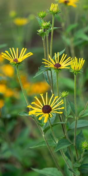 RUDBECKIA subtomentosa 'Little Henry' 