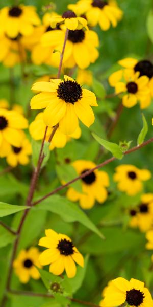 RUDBECKIA triloba