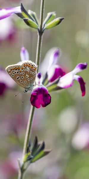 SALVIA 'Amethyst Lips' with Blue Butterfly