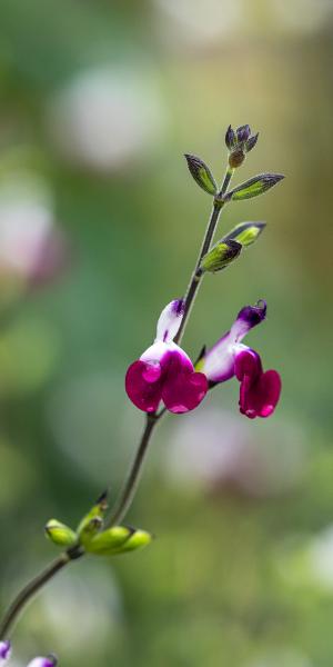 SALVIA 'Amethyst Lips'