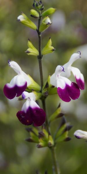 SALVIA 'Amethyst Lips' with Blue Butterfly