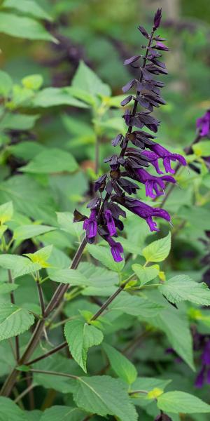 Salvia 'Amistad'