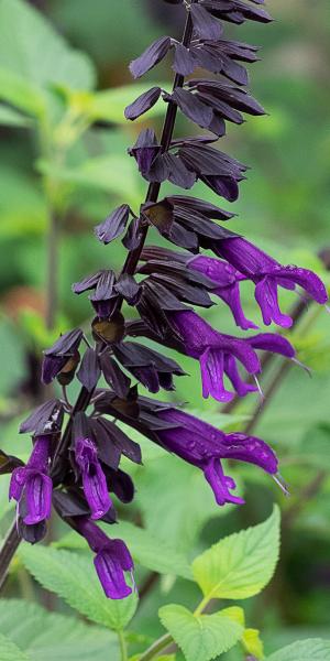 Salvia 'Amistad'