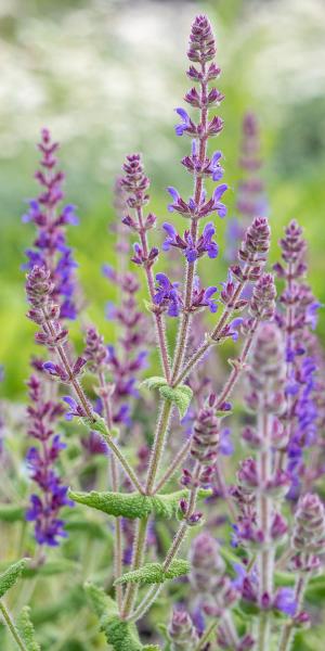 SALVIA amplexicaulis