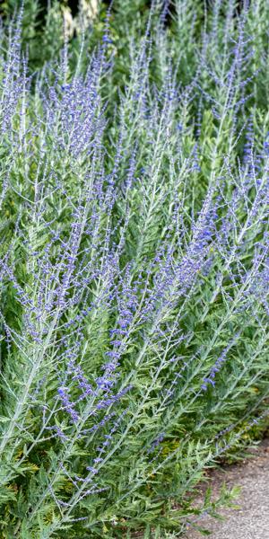 Salvia 'Blue Spire'