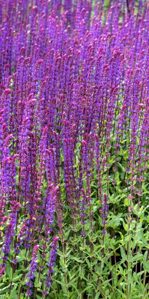 Salvia 'Caradonna'