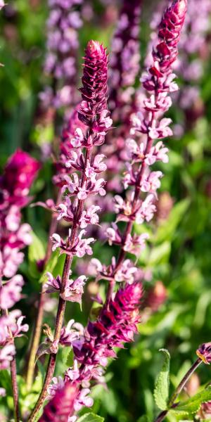 Caradonna Pink Inspriration Caradonna Pink Inspriration