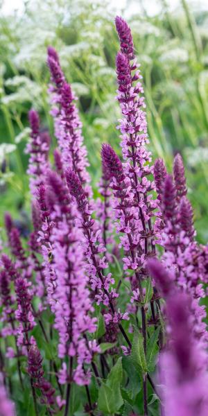 SALVIA 'Caradonna Pink Inspriration'