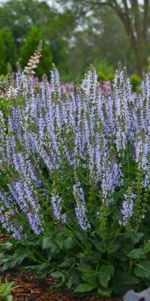 SALVIA nemorosa 'Crystal Blue'