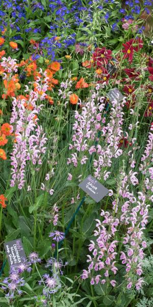 SALVIA 'Eveline'