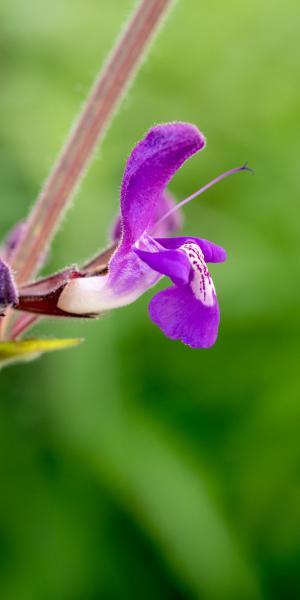 Salvia forsskaolii