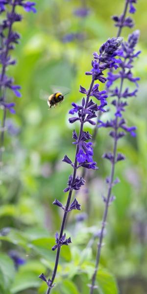 SALVIA 'Indigo Spires' 