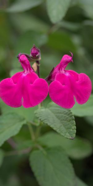 SALVIA microphylla 'Cerro Potosi'