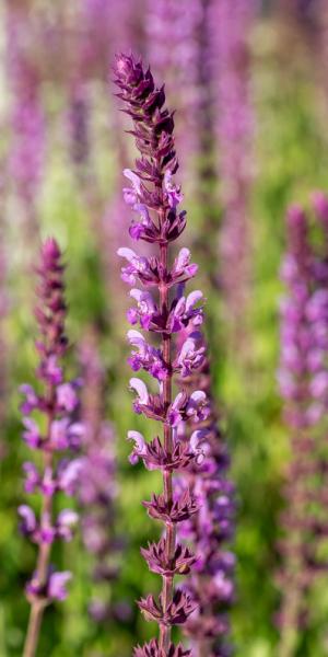 SALVIA nemorosa 'Amethyst'