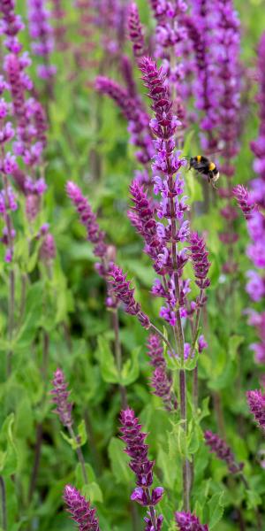 SALVIA nemorosa 'Amethyst'