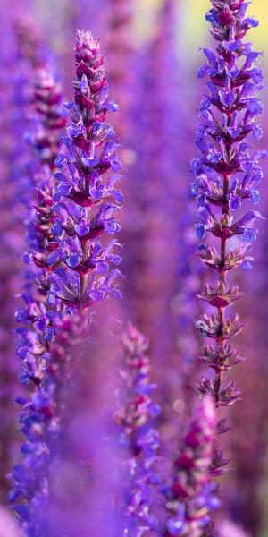 Salvia 'Caradonna'