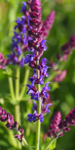 Salvia nemorosa 'Ostfriesland'