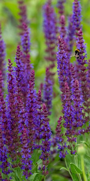 Salvia nemorosa 'Ostfriesland'