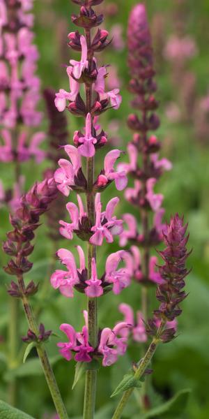 SALVIA nemorosa 'Sensation Rose'