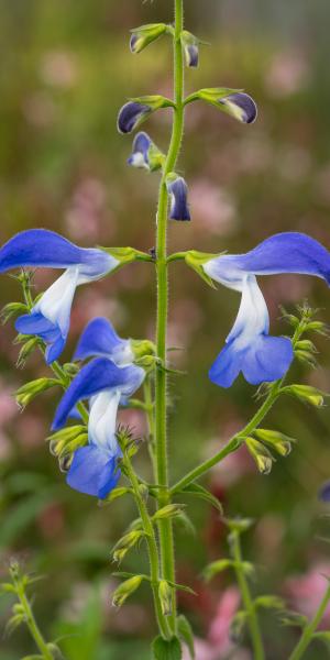 SALVIA patens 'Dot's Delight'