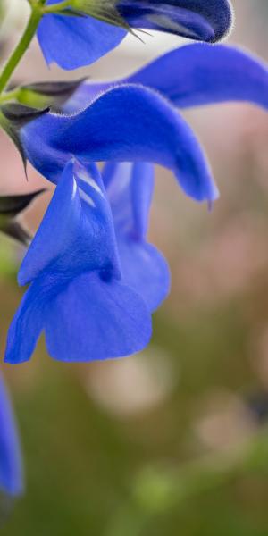 SALVIA patens 'Guanajuato'