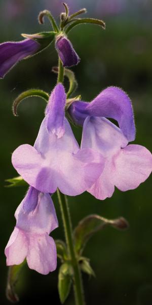 SALVIA patens 'Pink Ice'