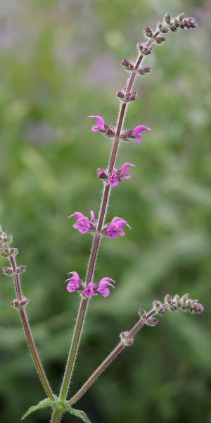 Salvia pratensis 'Royal Crimson Distinction'