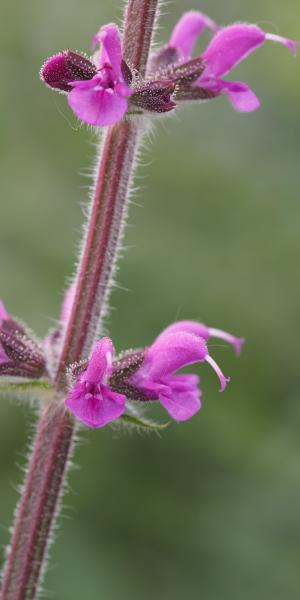 Salvia pratensis 'Royal Crimson Distinction'