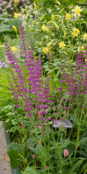 Salvia pratensis 'Royal Crimson Distinction'