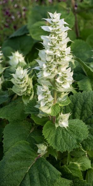 SALVIA sclarea var. turkestanica 'Vatican White'