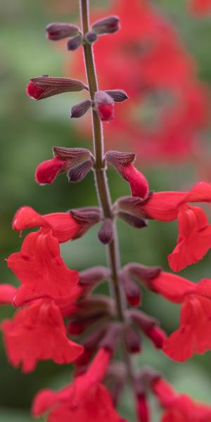 SALVIA 'Silke's Dream'