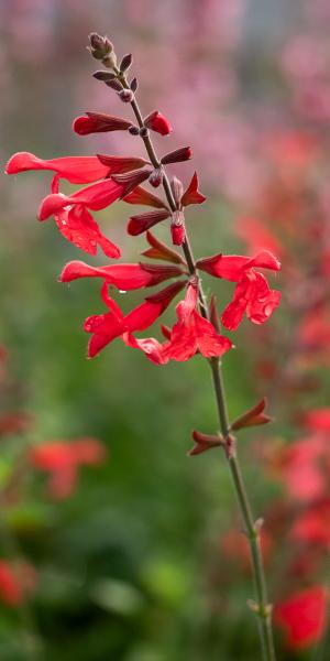 SALVIA 'Silke's Dream'