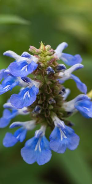 SALVIA uliginosa