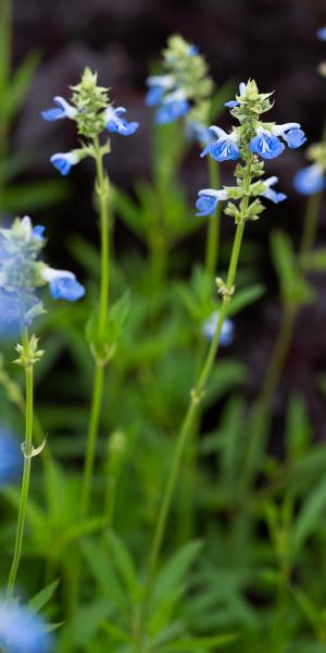 SALVIA uliginosa