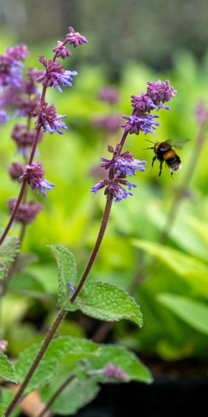 Salvia verticillata