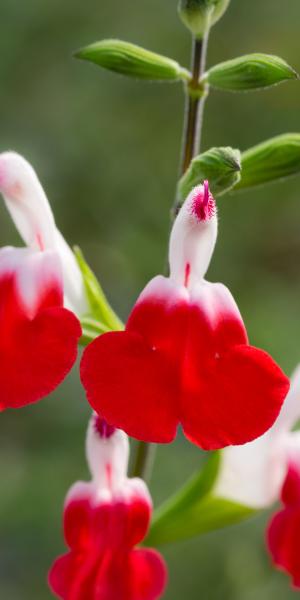 SALVIA x jamensis 'Hot Lips'