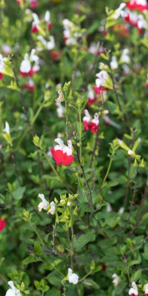 SALVIA x jamensis 'Hot Lips'