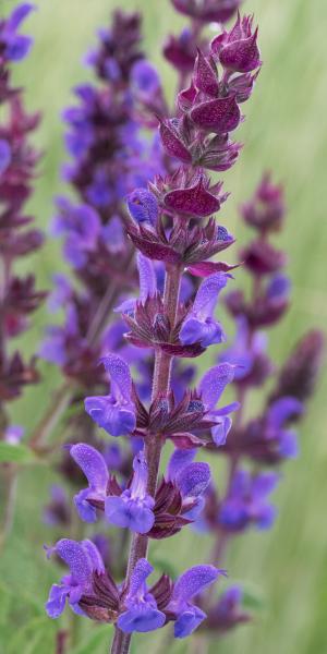 SALVIA x sylvestris 'Blaukonigin'