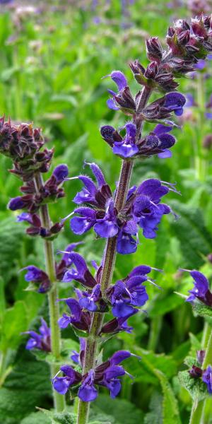 SALVIA x sylvestris 'Mainacht' 