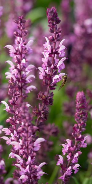 SALVIA x sylvestris 'Rose Queen' 